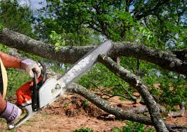 Reliable Gibbon, NE Tree Removal and Landscaping Services Solutions